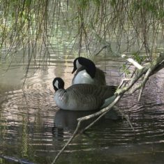 Colour photograph of two geese on a river bank | Richard Brockbank