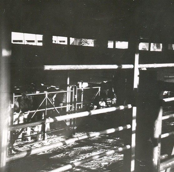 The Old Cattle Market | Hertfordshire Archives and Local Studies